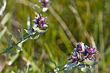 silky aster