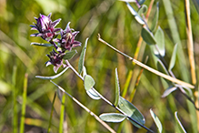 silky aster