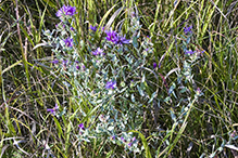 silky aster