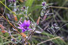 silky aster