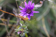 silky aster