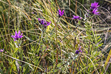 silky aster