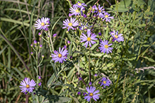 silky aster