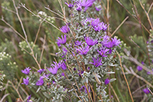 silky aster