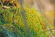 silvergreen bryum moss