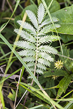 silverweed