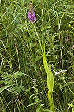 small purple fringed orchid