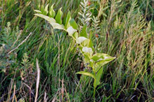 smooth Solomon’s seal