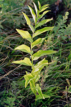 smooth Solomon’s seal