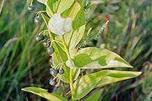 smooth Solomon’s seal