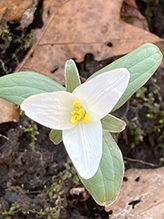 snow trillium