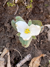 snow trillium