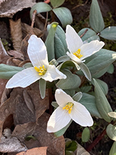 snow trillium
