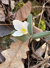 snow trillium