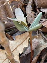 snow trillium