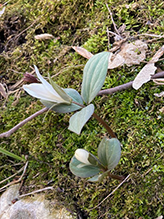 snow trillium