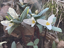 snow trillium