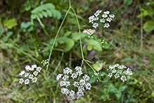 solidstem burnet saxifrage