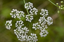 solidstem burnet saxifrage