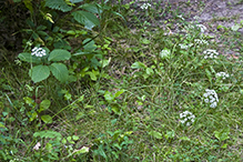 solidstem burnet saxifrage