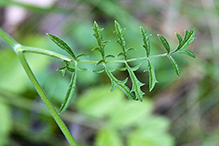solidstem burnet saxifrage