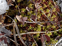 sphagnum moss (Sphagnum sp.)