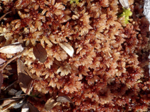 sphagnum moss (Sphagnum sp.)