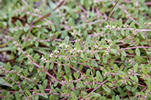 spotted spurge