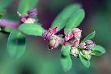 spotted spurge