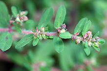 spotted spurge