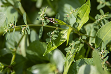 spotted spurge