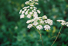 spotted water hemlock