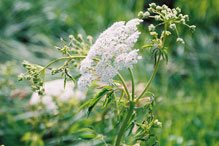 spotted water hemlock