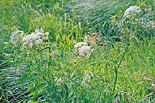 spotted water hemlock