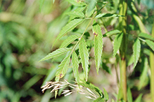 spotted water hemlock