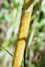 spotted water hemlock