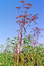 spotted water hemlock