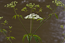 spotted water hemlock