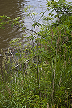 spotted water hemlock