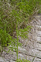 spotted water hemlock