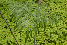 spotted water hemlock