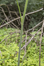 spotted water hemlock