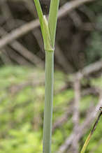 spotted water hemlock