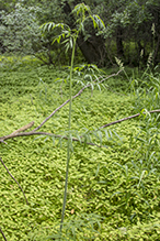 spotted water hemlock