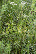 spotted water hemlock