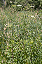 spotted water hemlock