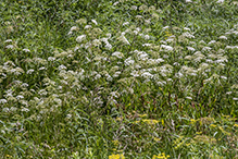 spotted water hemlock