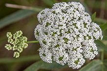 spotted water hemlock