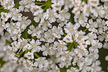 spotted water hemlock