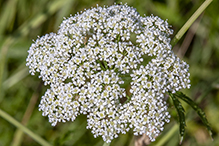 spotted water hemlock